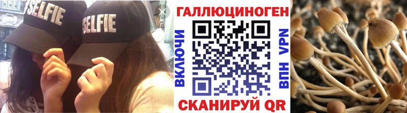 Галлюциногенные грибы Psilocybe  Ленинградская 